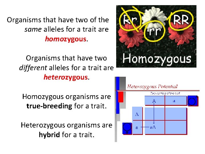 Organisms that have two of the same alleles for a trait are homozygous. Organisms