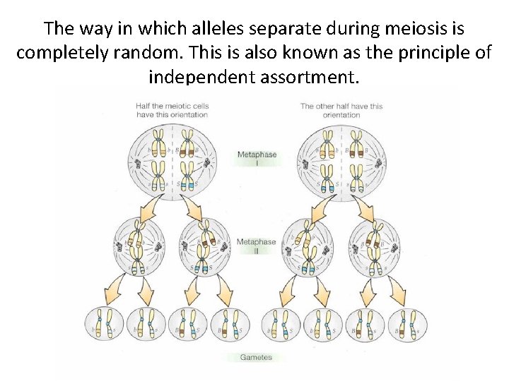 The way in which alleles separate during meiosis is completely random. This is also