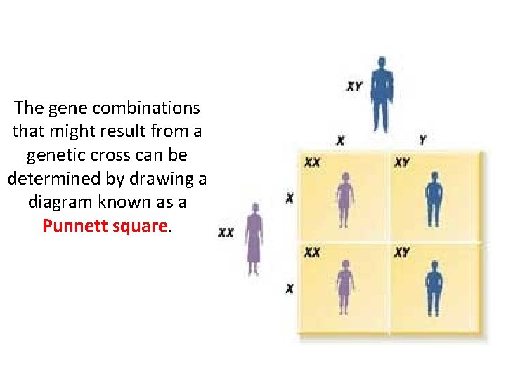 The gene combinations that might result from a genetic cross can be determined by