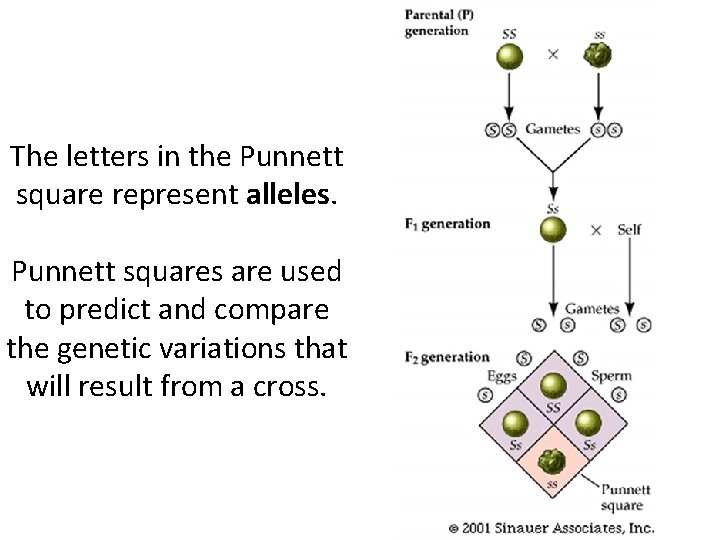 The letters in the Punnett square represent alleles. Punnett squares are used to predict