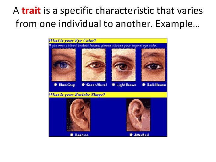 A trait is a specific characteristic that varies from one individual to another. Example…