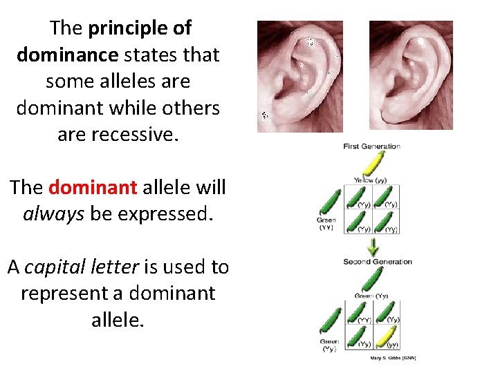 The principle of dominance states that some alleles are dominant while others are recessive.
