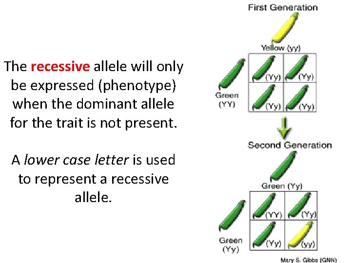 The recessive allele will only be expressed (phenotype) when the dominant allele for the