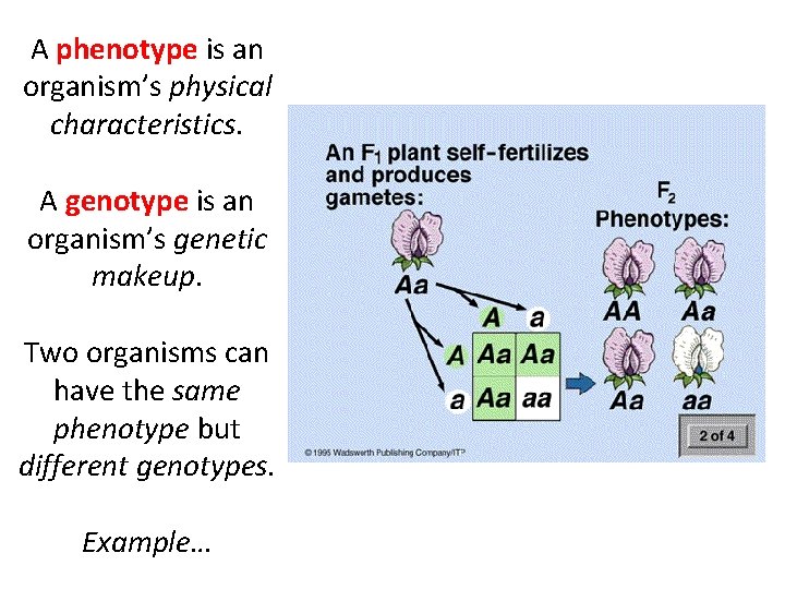 A phenotype is an organism’s physical characteristics. A genotype is an organism’s genetic makeup.