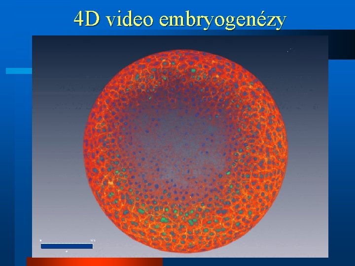 4 D video embryogenézy 