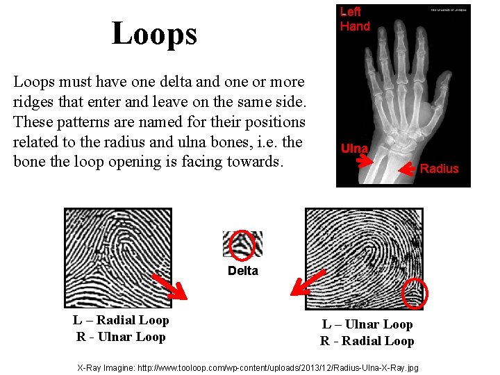 Left Hand Loops must have one delta and one or more ridges that enter