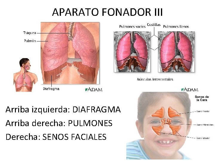 APARATO FONADOR III Arriba izquierda: DIAFRAGMA Arriba derecha: PULMONES Derecha: SENOS FACIALES 