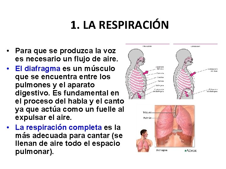 1. LA RESPIRACIÓN • Para que se produzca la voz es necesario un flujo