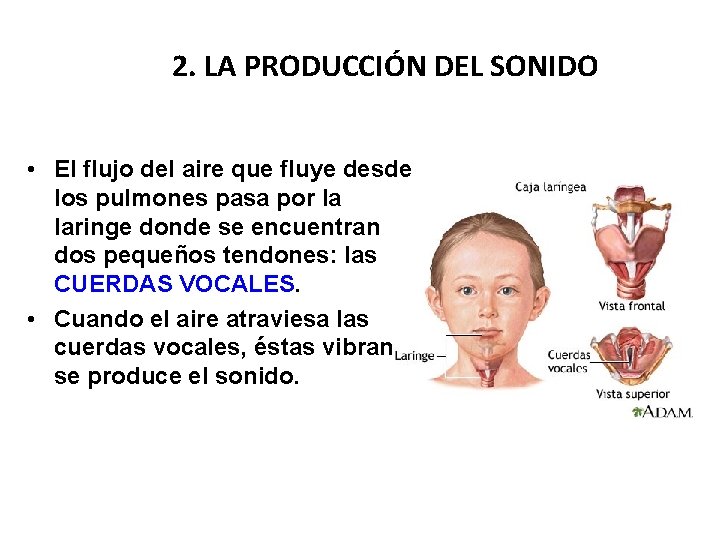 2. LA PRODUCCIÓN DEL SONIDO • El flujo del aire que fluye desde los