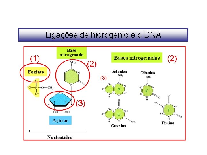 Ligações de hidrogênio e o DNA (3) 