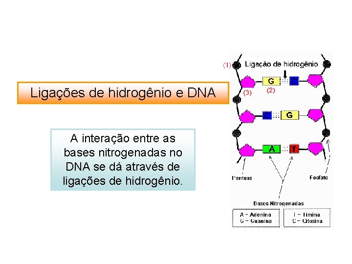 Ligações de hidrogênio e DNA A interação entre as bases nitrogenadas no DNA se