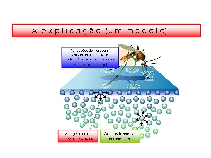 A e x p l i c a ç ã o (u m m