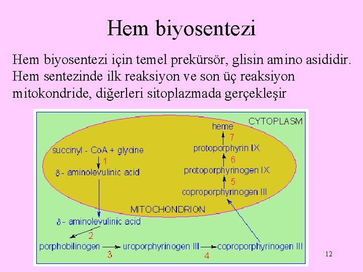 Hem biyosentezi için temel prekürsör, glisin amino asididir. Hem sentezinde ilk reaksiyon ve son