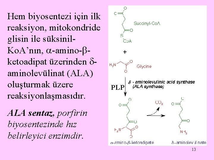 Hem biyosentezi için ilk reaksiyon, mitokondride glisin ile süksinil. Ko. A’nın, -amino- ketoadipat üzerinden