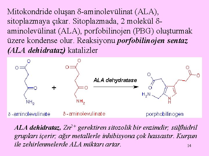 Mitokondride oluşan -aminolevülinat (ALA), sitoplazmaya çıkar. Sitoplazmada, 2 molekül aminolevülinat (ALA), porfobilinojen (PBG) oluşturmak