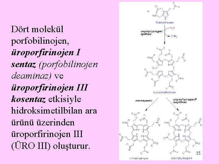 Dört molekül porfobilinojen, üroporfirinojen I sentaz (porfobilinojen deaminaz) ve üroporfirinojen III kosentaz etkisiyle hidroksimetilbilan