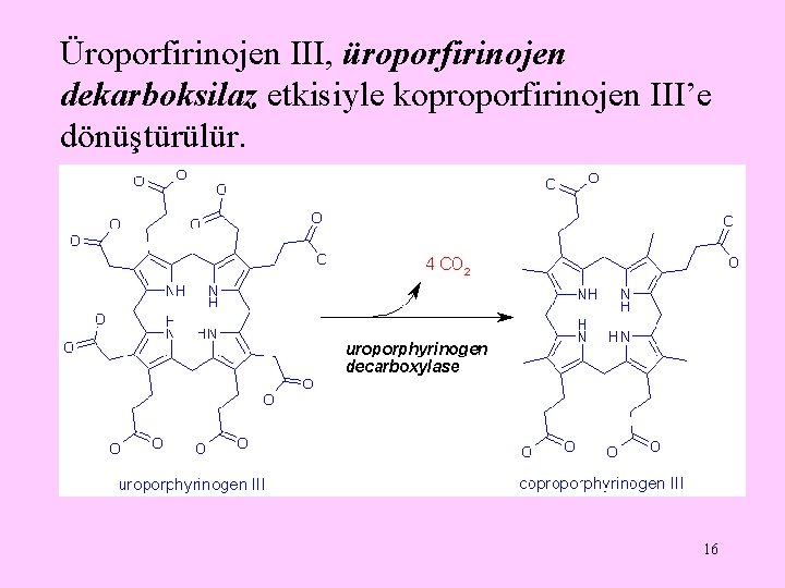 Üroporfirinojen III, üroporfirinojen dekarboksilaz etkisiyle koproporfirinojen III’e dönüştürülür. 16 