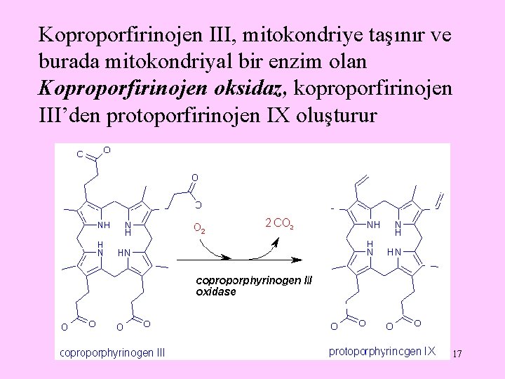 Koproporfirinojen III, mitokondriye taşınır ve burada mitokondriyal bir enzim olan Koproporfirinojen oksidaz, koproporfirinojen III’den