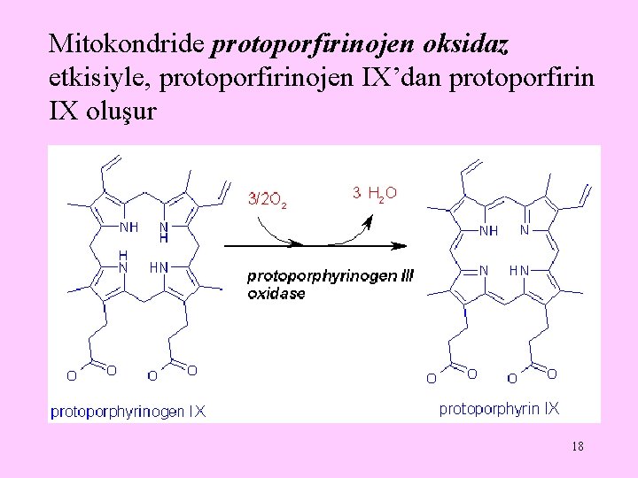 Mitokondride protoporfirinojen oksidaz etkisiyle, protoporfirinojen IX’dan protoporfirin IX oluşur 18 