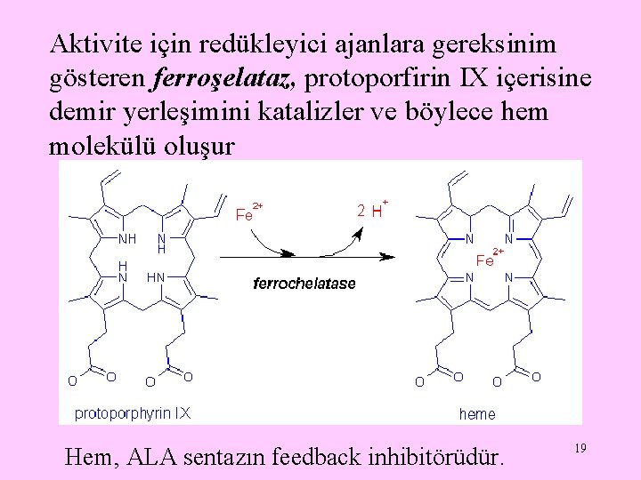 Aktivite için redükleyici ajanlara gereksinim gösteren ferroşelataz, protoporfirin IX içerisine demir yerleşimini katalizler ve