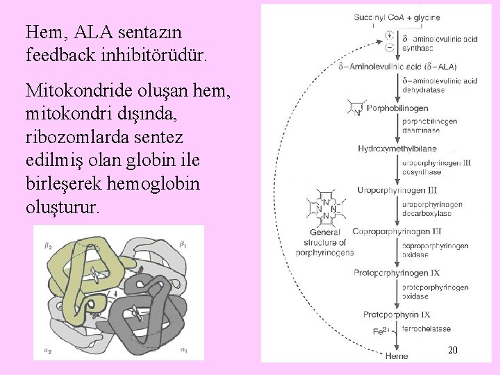 Hem, ALA sentazın feedback inhibitörüdür. Mitokondride oluşan hem, mitokondri dışında, ribozomlarda sentez edilmiş olan