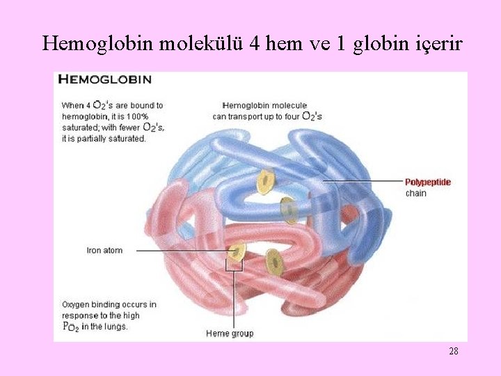 Hemoglobin molekülü 4 hem ve 1 globin içerir 28 