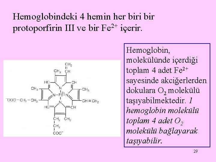 Hemoglobindeki 4 hemin her biri bir protoporfirin III ve bir Fe 2+ içerir. Hemoglobin,