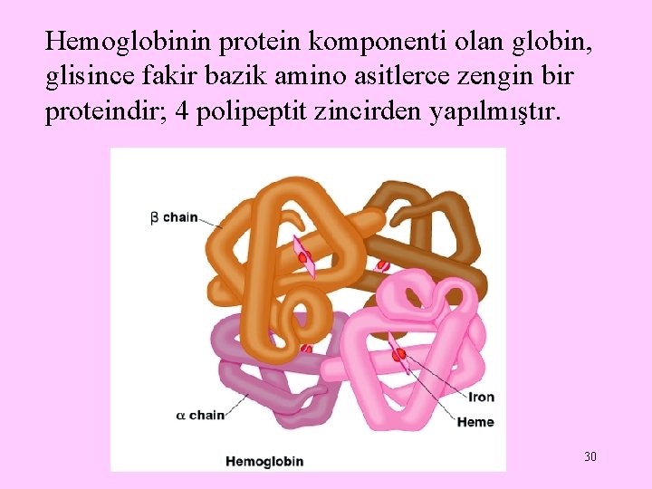 Hemoglobinin protein komponenti olan globin, glisince fakir bazik amino asitlerce zengin bir proteindir; 4