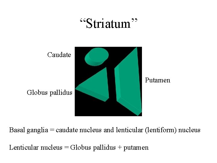 “Striatum” Caudate Putamen Globus pallidus Basal ganglia = caudate nucleus and lenticular (lentiform) nucleus