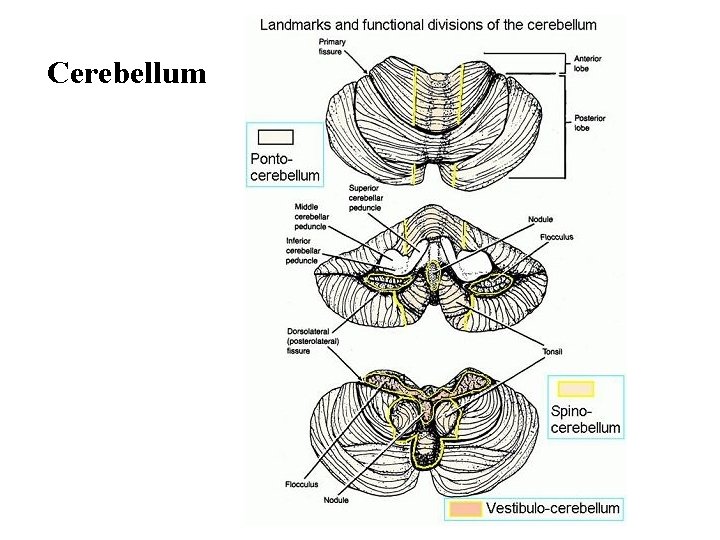 Cerebellum 