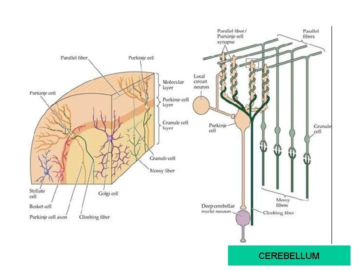 CEREBELLUM 