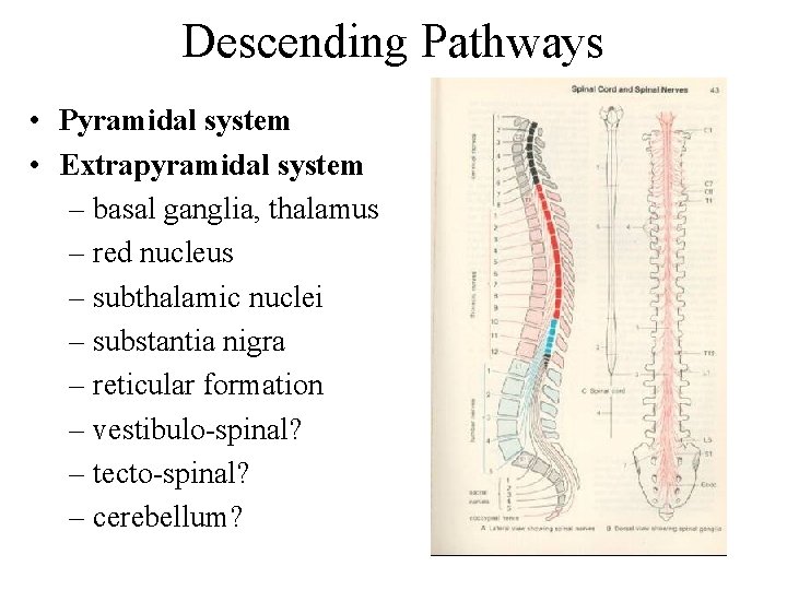 Descending Pathways • Pyramidal system • Extrapyramidal system – basal ganglia, thalamus – red