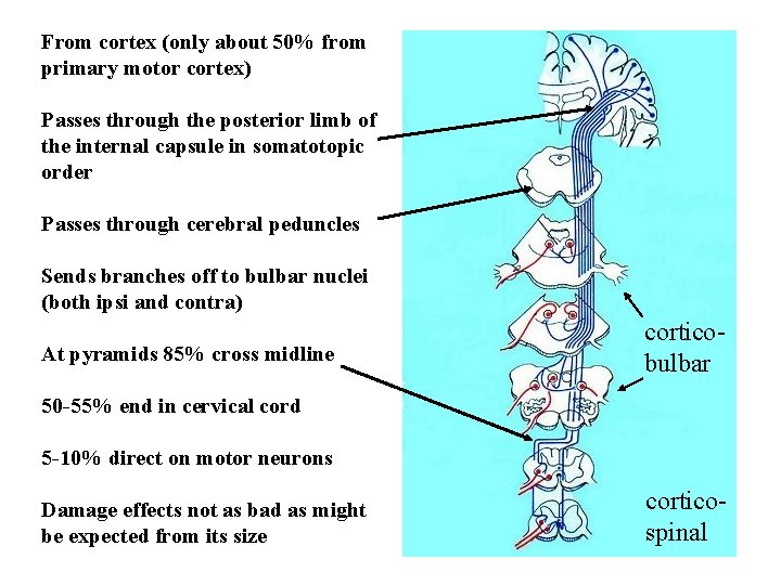 From cortex (only about 50% from primary motor cortex) Passes through the posterior limb