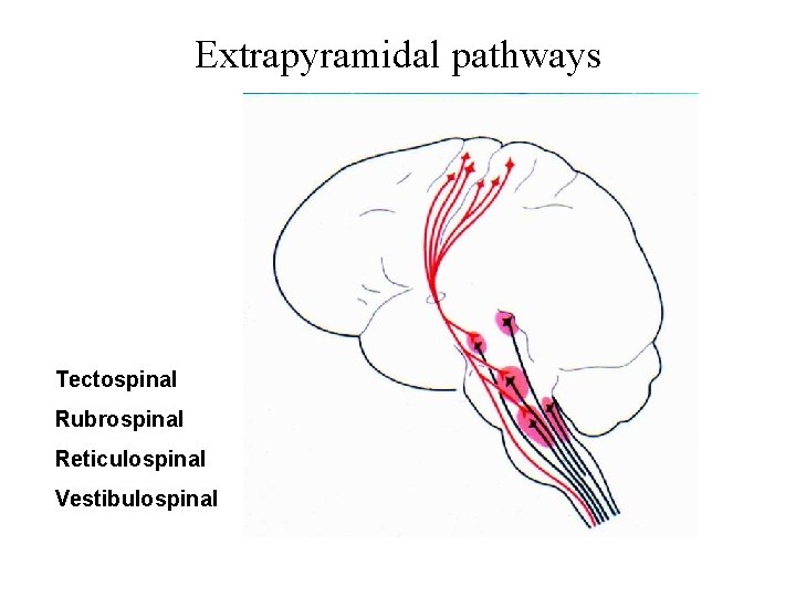 Extrapyramidal pathways Tectospinal Rubrospinal Reticulospinal Vestibulospinal 