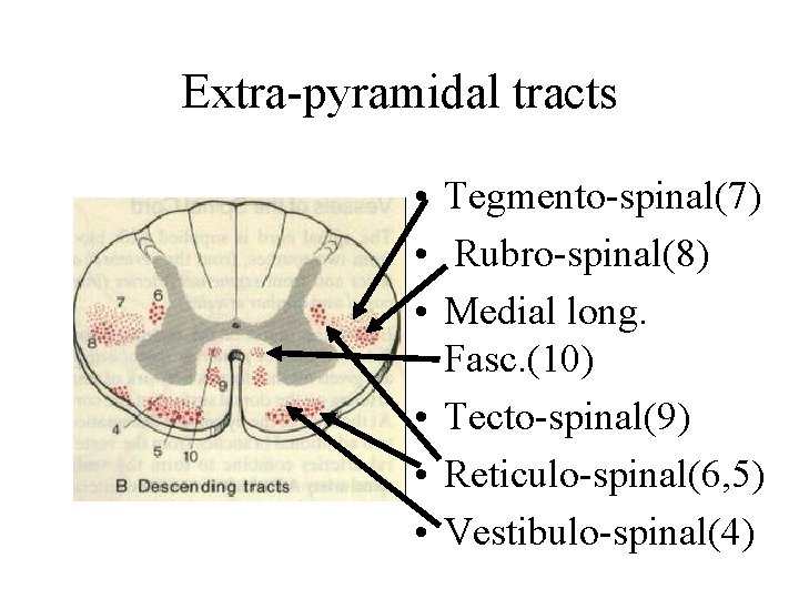 Extra-pyramidal tracts • Tegmento-spinal(7) • Rubro-spinal(8) • Medial long. Fasc. (10) • Tecto-spinal(9) •