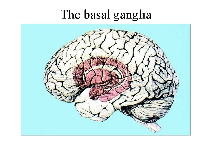 The basal ganglia 