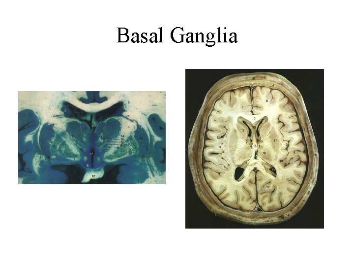 Basal Ganglia 