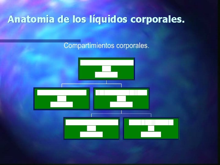 Anatomia de los líquidos corporales. 