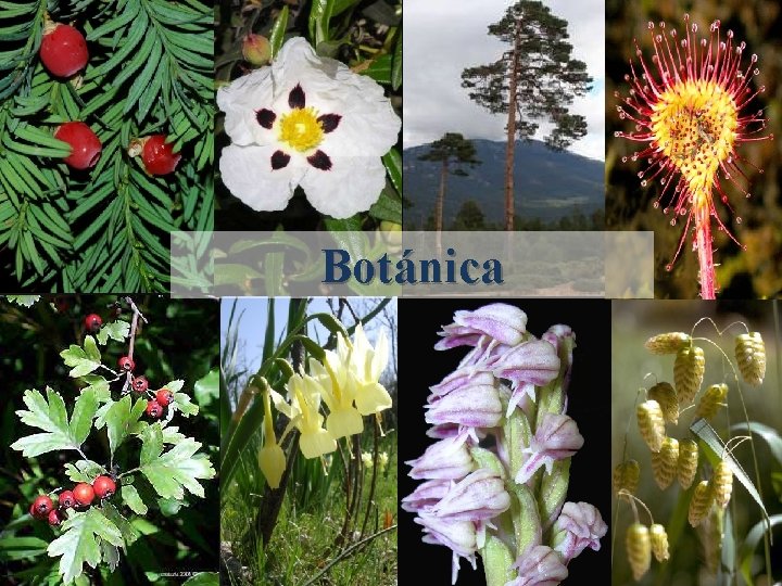 Botánica 