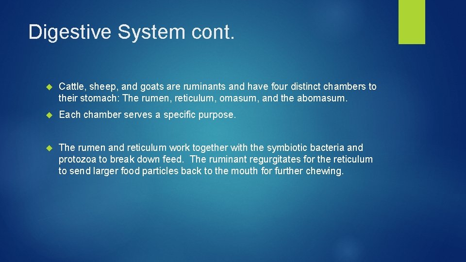 Digestive System cont. Cattle, sheep, and goats are ruminants and have four distinct chambers