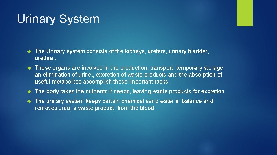 Urinary System The Urinary system consists of the kidneys, ureters, urinary bladder, urethra. These