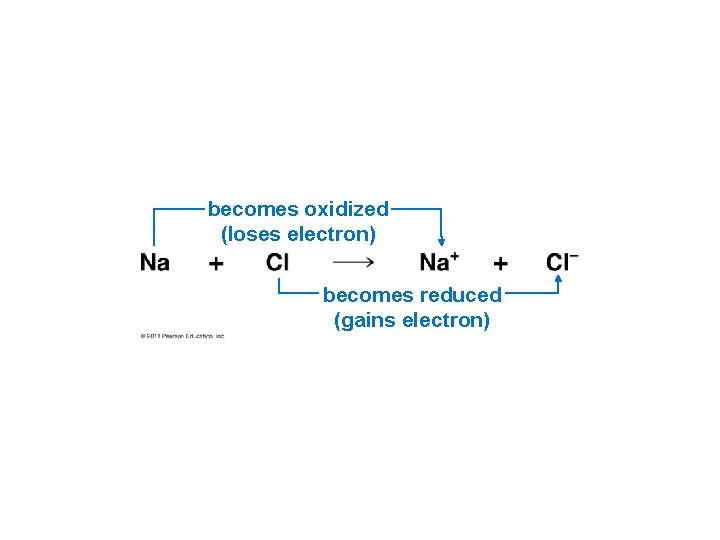 becomes oxidized (loses electron) becomes reduced (gains electron) 