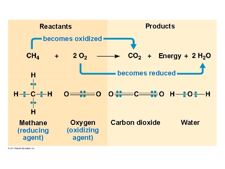 Reactants Products becomes oxidized Energy becomes reduced Methane (reducing agent) Oxygen (oxidizing agent) Carbon