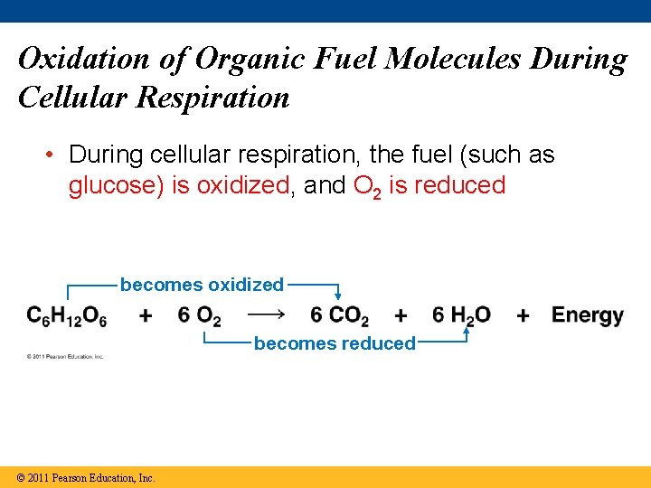 Oxidation of Organic Fuel Molecules During Cellular Respiration • During cellular respiration, the fuel