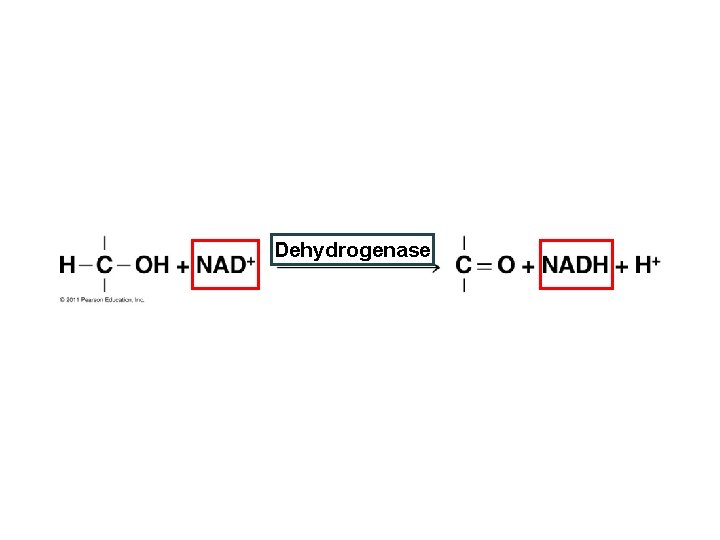 Dehydrogenase 