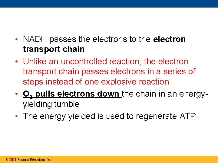  • NADH passes the electrons to the electron transport chain • Unlike an