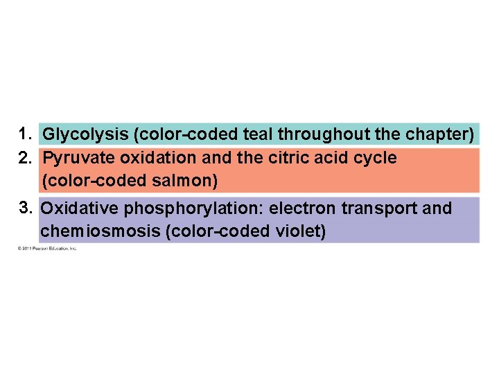 1. Glycolysis (color-coded teal throughout the chapter) 2. Pyruvate oxidation and the citric acid