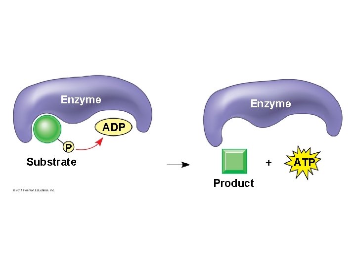 Enzyme ADP P Substrate ATP Product 