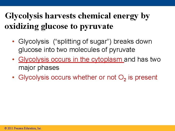 Glycolysis harvests chemical energy by oxidizing glucose to pyruvate • Glycolysis (“splitting of sugar”)
