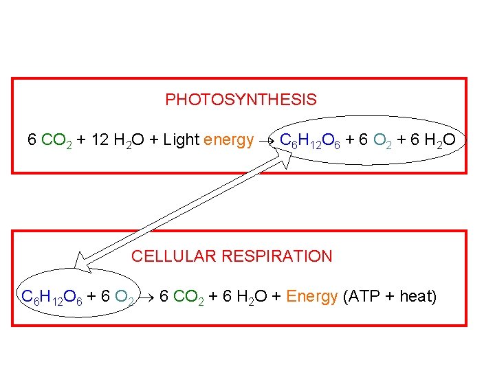 PHOTOSYNTHESIS 6 CO 2 + 12 H 2 O + Light energy C 6